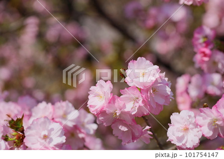 満開の八重桜のクローズアップ 満開の八重桜のクローズアップ 101754147
