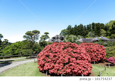 好文亭を背にツツジが鮮やかな春の偕楽園【水戸市】 101754237