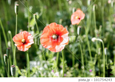早朝の斜光が朝露で濡れたポピーの花びらを照らす光景 101754243