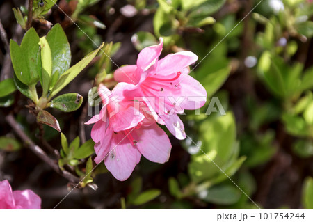 一重咲きのクルメツツジ、シラヌイ 101754244