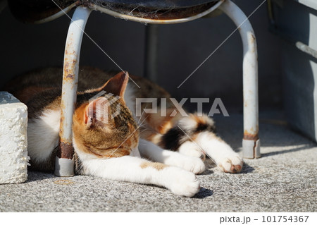 優しい住民の家にすみ着いた野良猫の可愛い子猫たち 101754367