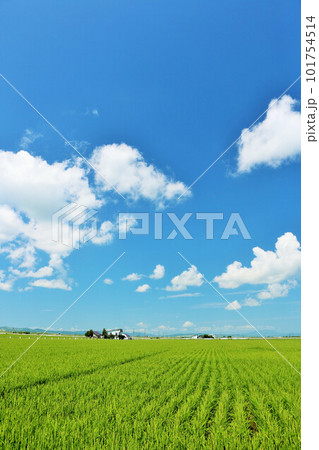 北海道　夏の青空と田園風景 101754514