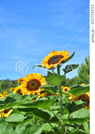 満開のヒマワリ・夏イメージ 101754553