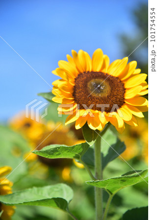 満開のヒマワリ・夏イメージ 101754554