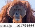 こちらを見ているオランウータンのアップ 101754666