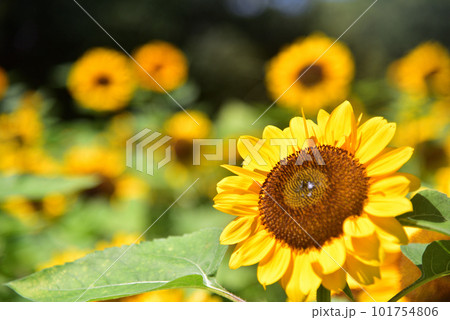 満開のヒマワリ・夏イメージ 101754806