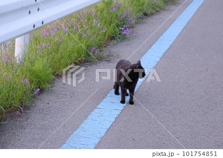 道端で辺りをうかがう黒猫 101754851