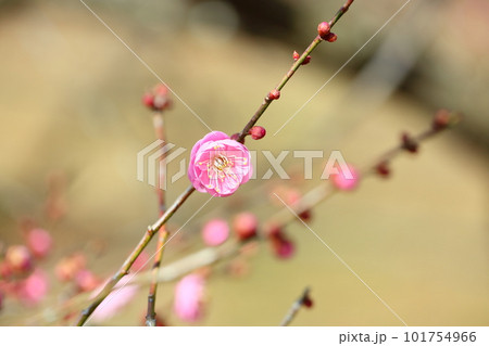 梅の花　未開紅 101754966