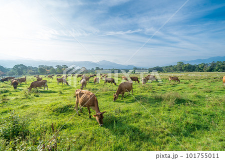 「山梨県」清泉寮の牧場に放牧されてる牛 ジャージー牧場 「山梨県」清泉寮の牧場に放牧されてる牛 ジャージー牧場 101755011