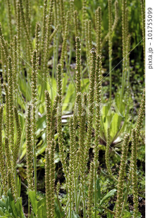 空き地に林立する雑草で薬草のオオバコ 101755099