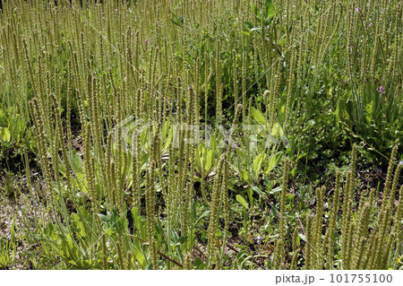 空き地に林立する雑草で薬草のオオバコ 101755100
