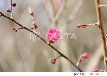 紅梅の花　鹿児島紅 101755159