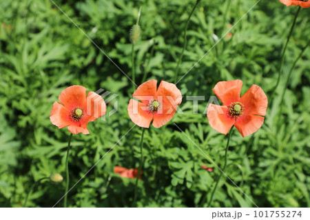 ポピーの花 ポピーの花 101755274