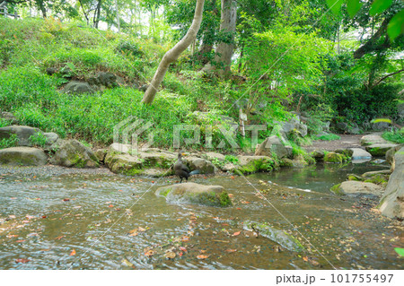 東京の公園の風景 東京の公園の風景 101755497