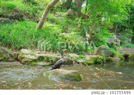 東京の公園の風景 東京の公園の風景 101755499