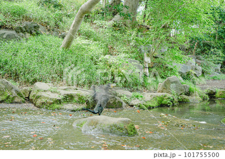 東京の公園の風景 東京の公園の風景 101755500