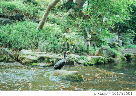 東京の公園の風景 東京の公園の風景 101755501