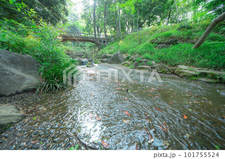 東京の公園の川の流れ 東京の公園の川の流れ 101755524