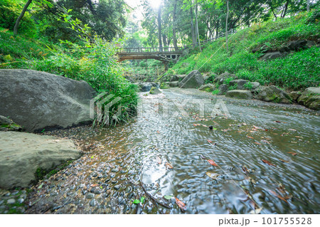東京の公園の川の流れ 東京の公園の川の流れ 101755528
