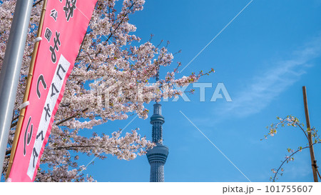 東京スカイツリーと桜 101755607
