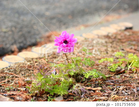 可愛いアネモネの花 可愛いアネモネの花 101755650