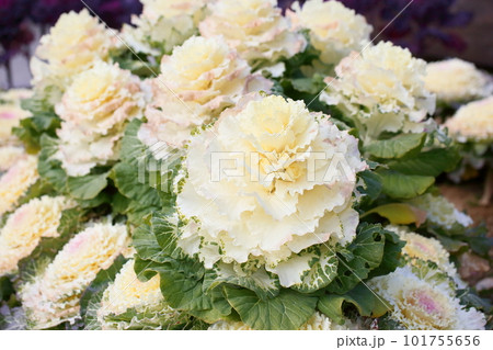 ハボタンの花 101755656