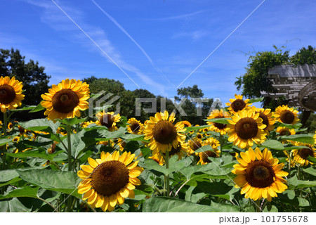 満開のヒマワリ・夏イメージ 101755678