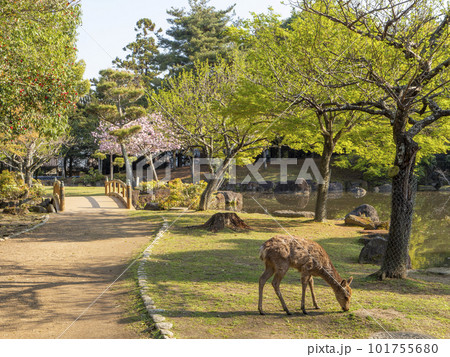 奈良公園の鹿と桜の風景 奈良公園の鹿と桜の風景 101755680
