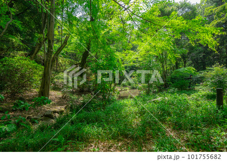 東京の公園の新緑の木 東京の公園の新緑の木 101755682