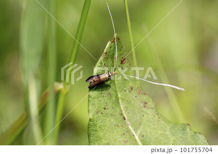 クロハネシロヒゲナガ 101755704