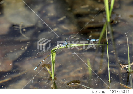 ホソミイトトンボの産卵 ホソミイトトンボの産卵 101755811