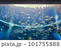たくさんの魚が泳ぐ水族館の水槽 101755888