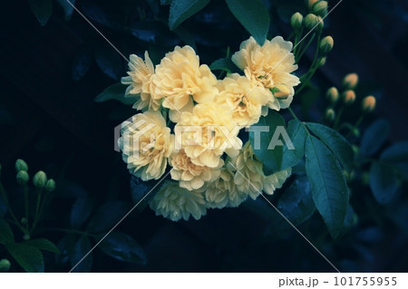 淡黄色の小ぶりの可愛いモッコウバラ 101755955