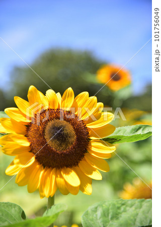 満開のヒマワリ・夏イメージ 101756049