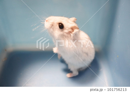 横向きで何かを見つめている可愛いジャンガリアンハムスターの写真 101756213