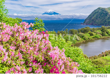 (静岡県)ツツジ咲く西伊豆井田から望む富士山 (静岡県)ツツジ咲く西伊豆井田から望む富士山 101756222