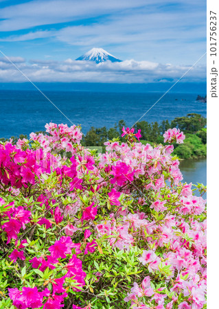 （静岡県）ツツジ咲く西伊豆井田から望む富士山 101756237