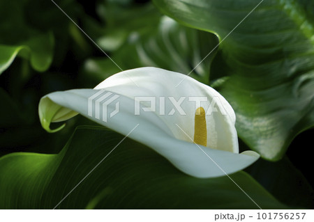 白いカラーの花 白いカラーの花 101756257