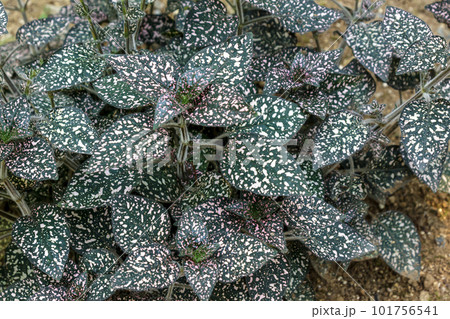 ピンク色の斑点が特長のヒポエステス【別名ソバカスソウ】 ピンク色の斑点が特長のヒポエステス【別名ソバカスソウ】 101756541