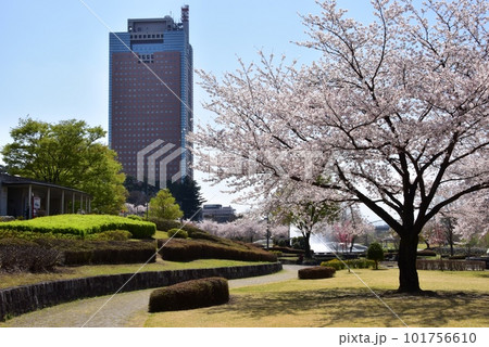 前橋市 前橋公園散策路と満開桜と群馬県庁 前橋市 前橋公園散策路と満開桜と群馬県庁 101756610