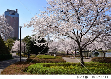 前橋市 前橋公園散策路と満開桜と群馬県庁 前橋市 前橋公園散策路と満開桜と群馬県庁 101756611