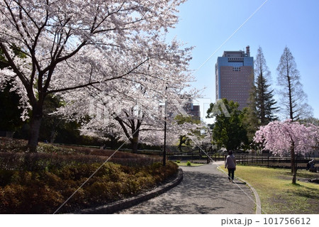 前橋市 前橋公園散策路と満開桜と群馬県庁 前橋市 前橋公園散策路と満開桜と群馬県庁 101756612