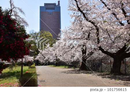 前橋市 前橋公園散策路と満開桜と群馬県庁 前橋市 前橋公園散策路と満開桜と群馬県庁 101756615