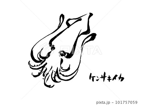 ケンサキイカ イラスト 101757059