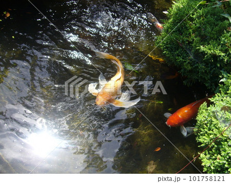 日の光に揺らめく金魚 日の光に揺らめく金魚 101758121