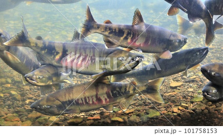 千歳川のサケ(北海道千歳市) 千歳川のサケ(北海道千歳市) 101758153