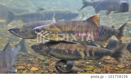 千歳川のサケ（北海道千歳市） 101758156