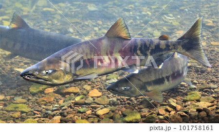 千歳川のサケ（北海道千歳市） 101758161