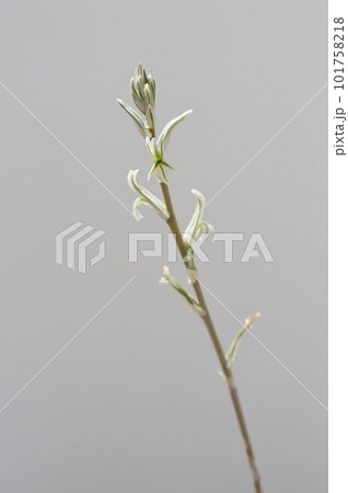 白バックに多肉植物ハオルチアの花 101758218