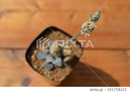 多肉植物ハオルチアの花とテディベア  101758222